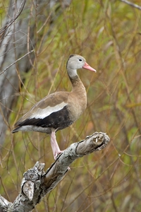 Black-bellied Whistling-Duck