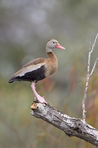 Black-bellied Whistling-Duck