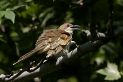 Black-billed Cuckoo