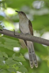 Black-billed Cuckoo