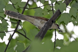 Black-billed Cuckoo