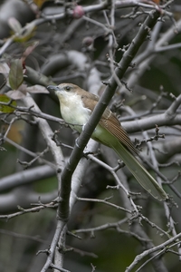 Black-billed Cuckoo