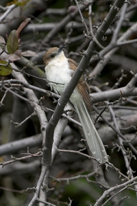 Black-billed Cuckoo