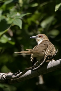Black-billed Cuckoo