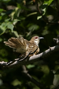 Black-billed Cuckoo