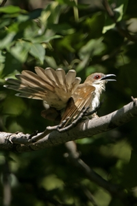 Black-billed Cuckoo