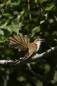 Black-billed Cuckoo