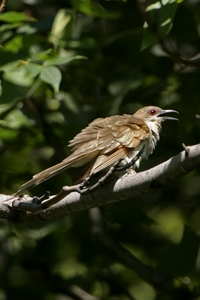 Black-billed Cuckoo