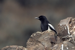 Black-billed Magpie