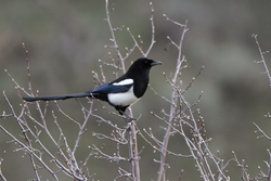 Black-billed Magpie