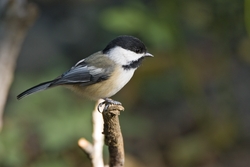 Black-capped Chickadee