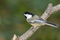 Black-capped Chickadee