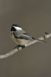 Black-capped Chickadee