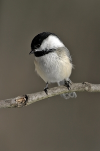 Black-capped Chickadee