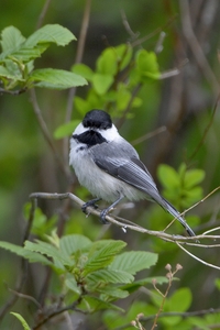 Black-capped Chickadee