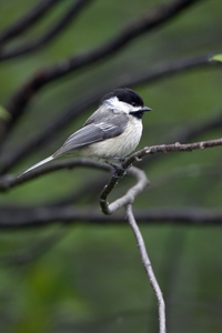Black-capped Chickadee