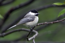 Black-capped Chickadee