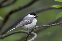 Black-capped Chickadee