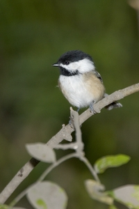 Black-capped Chickadee