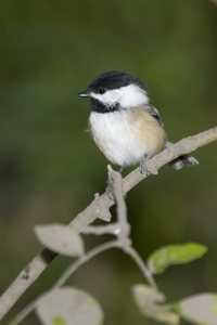 Black-capped Chickadee