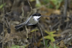 Black-capped Chickadee