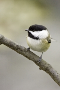 Black-capped Chickadee