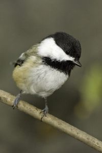 Black-capped Chickadee