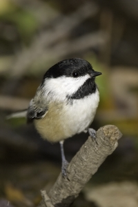 Black-capped Chickadee