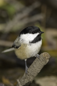 Black-capped Chickadee
