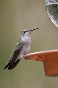 Black-chinned Hummingbird