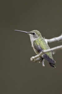 Black-chinned Hummingbird