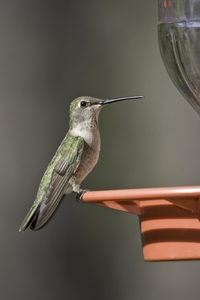 Black-chinned Hummingbird