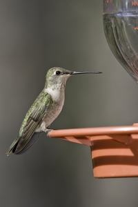 Black-chinned Hummingbird