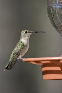 Black-chinned Hummingbird