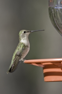 Black-chinned Hummingbird