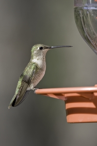 Black-chinned Hummingbird