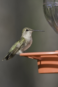 Black-chinned Hummingbird