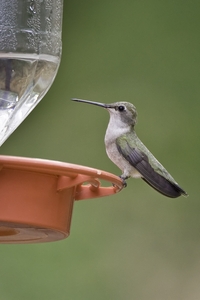 Black-chinned Hummingbird