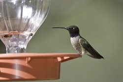 Black-chinned Hummingbird