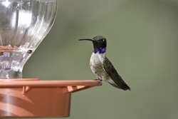 Black-chinned Hummingbird