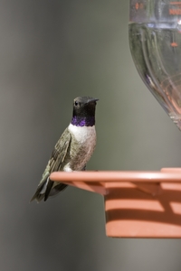 Black-chinned Hummingbird