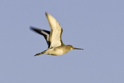 Black-tailed Godwit