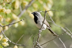 Black-throated Sparrow