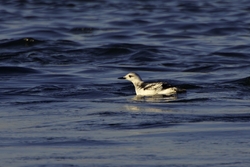 Black Guillemot