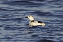 Black Guillemot