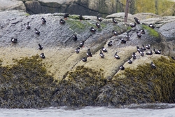 Black Guillemot