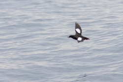 Black Guillemot
