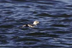Black Guillemot