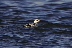Black Guillemot