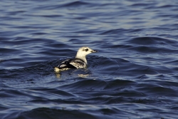 Black Guillemot